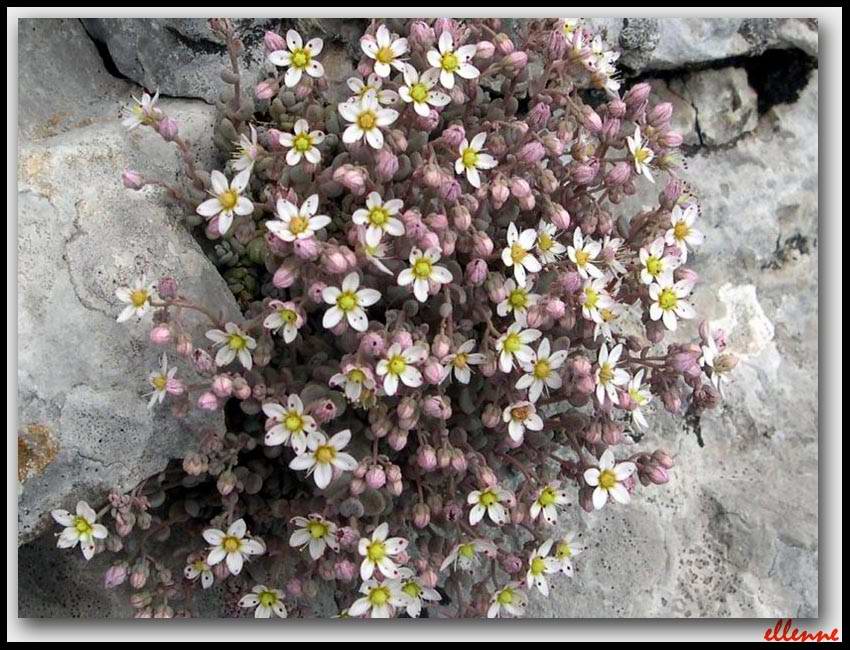 Sedum dasyphyllum / Borracina cinerea